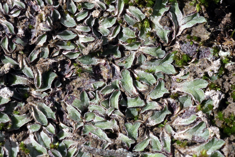 Riccia sorocarpa